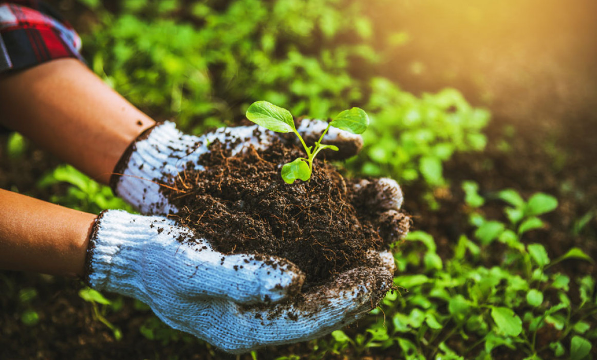 Creating a Sustainable Future in Agriculture Strategies for